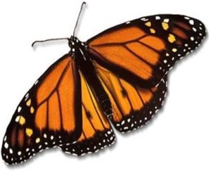 Monarch butterfly