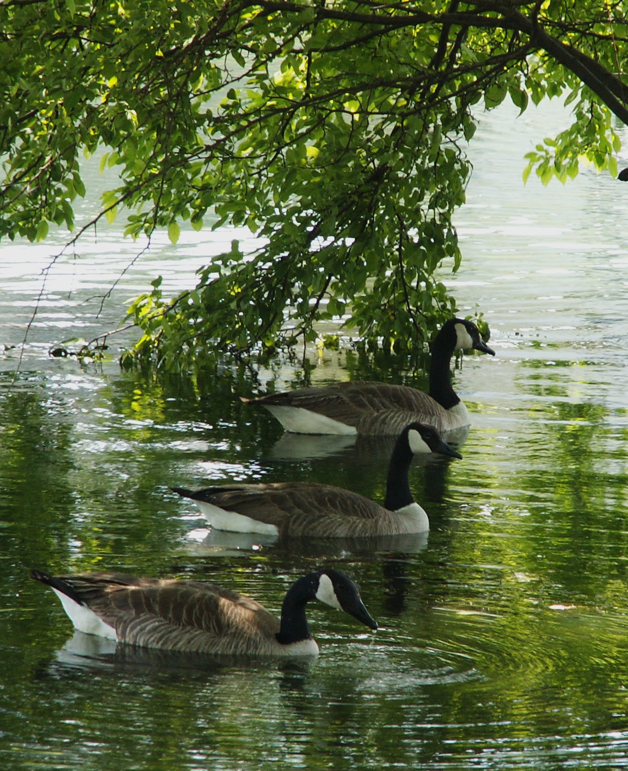 3ducks.JPG