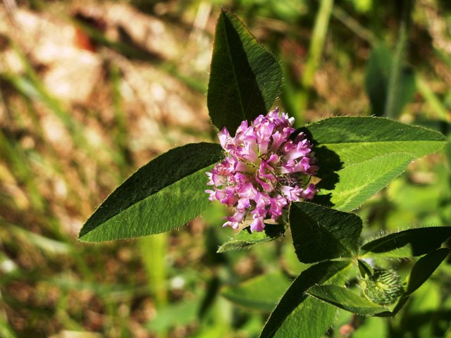 blooming-clover.JPG
