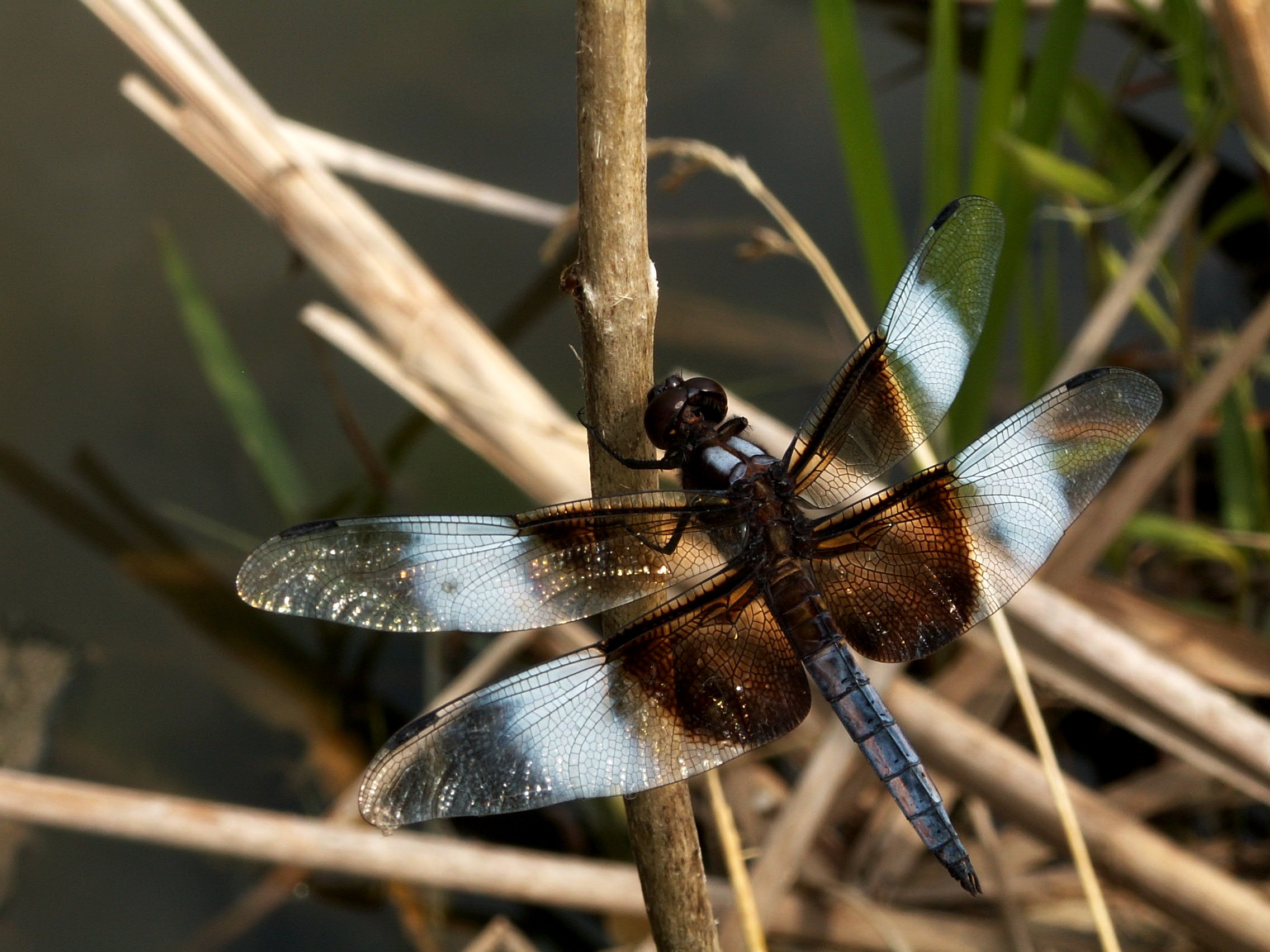blue-dragonfly.JPG