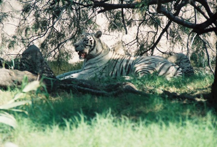 brownsvillezoo1.jpg