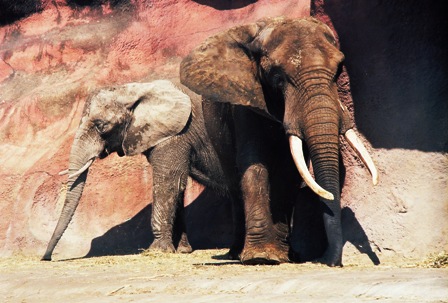 brownsvillezoo2.jpg