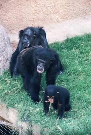 brownsvillezoo3.jpg