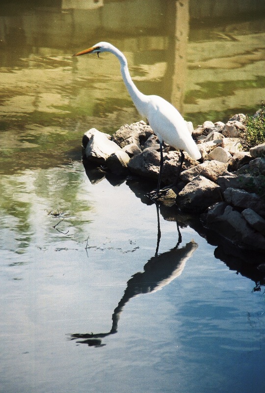brownsvillezoo4.jpg