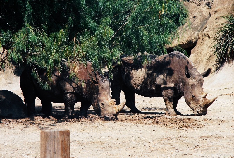 brownsvillezoo5.jpg