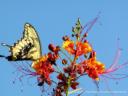 butterfly2art.jpg