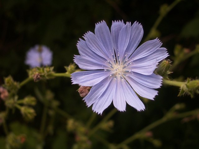 cornflowersmall.JPG
