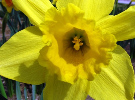 daffodilsmall.JPG