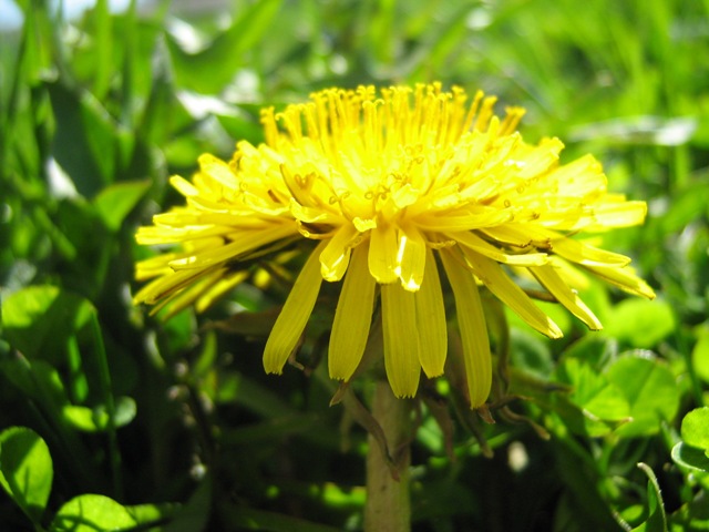 dandelion3.jpg