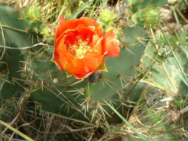 desertflower.jpg
