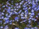 dogbane.JPG