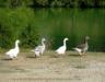 ducks-in-rowart.jpg