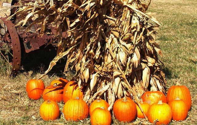 fall01pumpkins.JPG