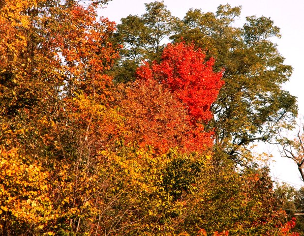 fall03small.JPG