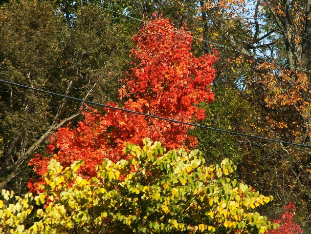 fall04small.JPG