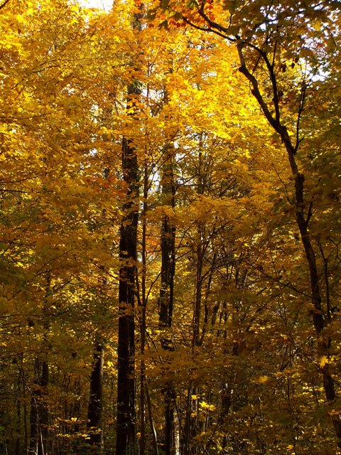 fall05.JPG