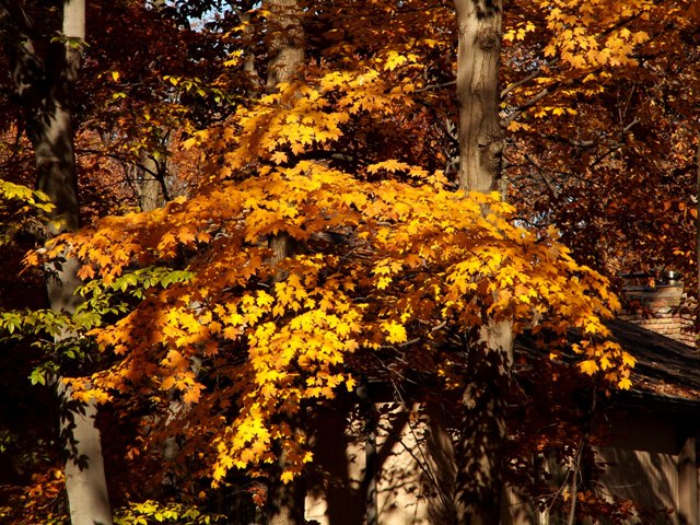 fall07.JPG