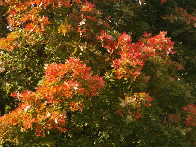 fall09small4.JPG