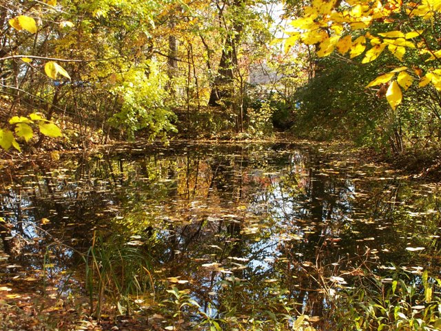 fall09small6.JPG