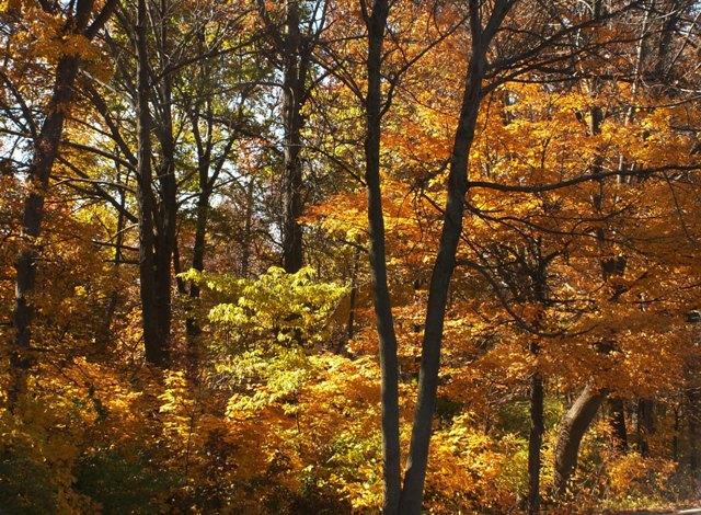 fall09small8.JPG