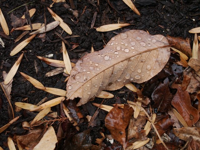 fallleafinrain.JPG