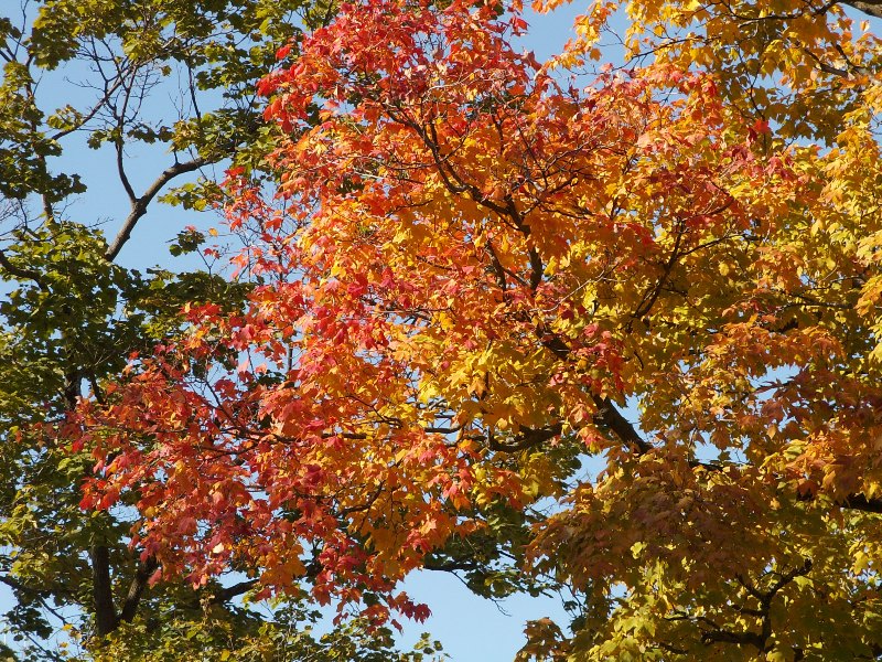 fallpic.JPG