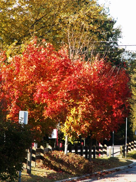 fallport3.JPG