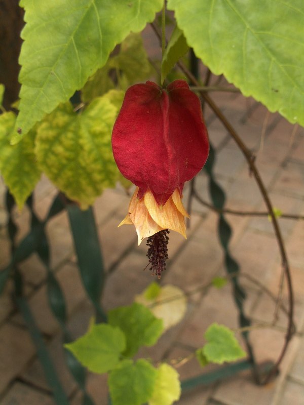 flower1.JPG