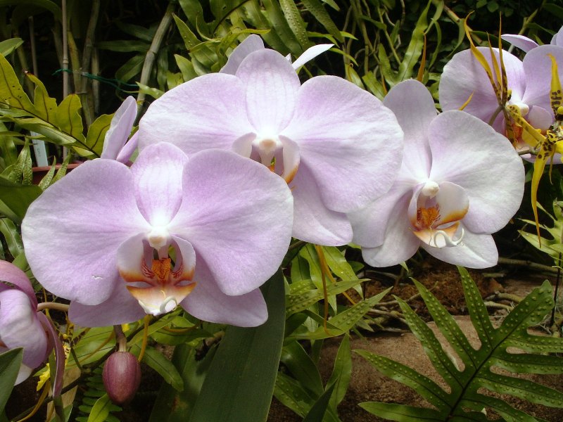 flower3.JPG