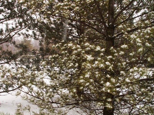 januarysnowfall.JPG