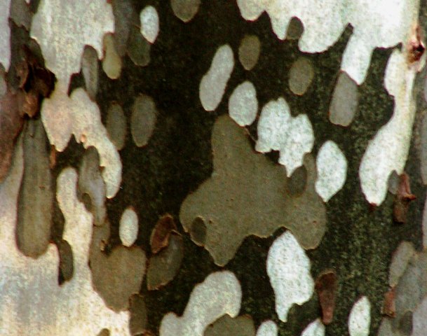 naturescamo.JPG