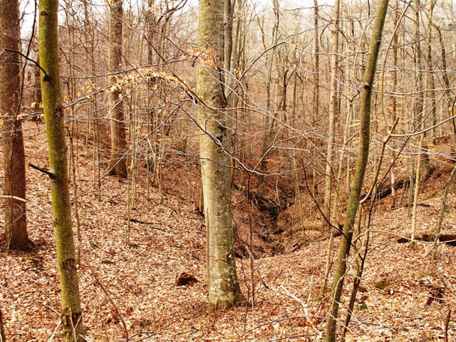 naturesnotebook.JPG