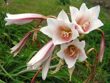 pict1546small.JPG