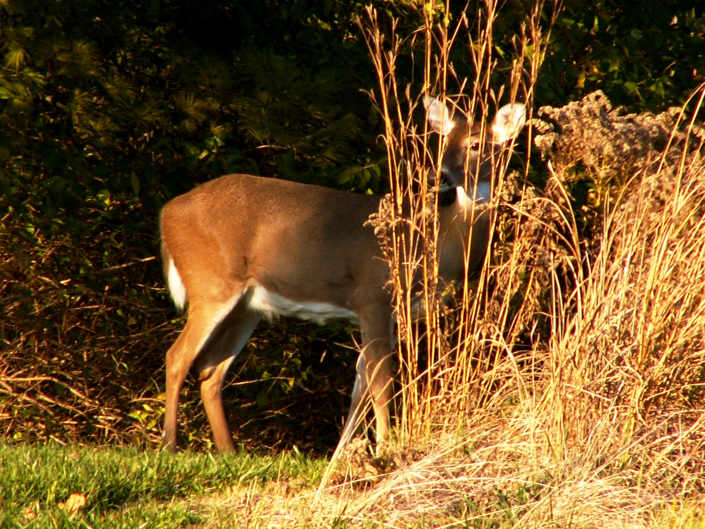 pict5237.JPG