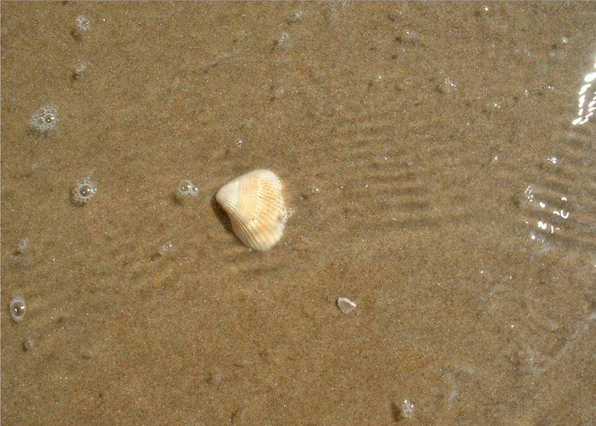 seashell-memories.jpg