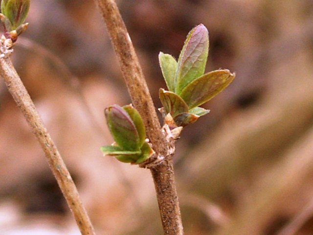 signsofspringsmall.JPG