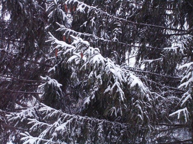 snow910-2.JPG