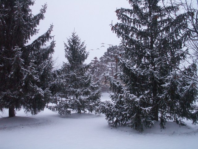 snow910.JPG