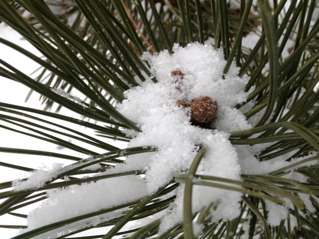 snowinpines.JPG