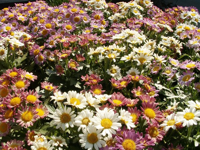 spring-bouquet.JPG