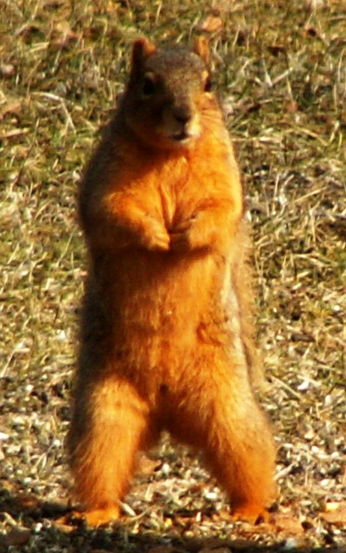 squirrel1.JPG