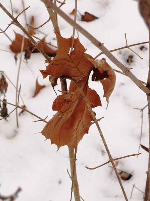 winterfwp2.JPG