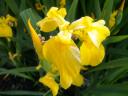 wp2010-yellow-flag-iris.JPG