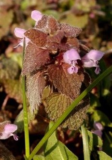 ytown-2small.JPG